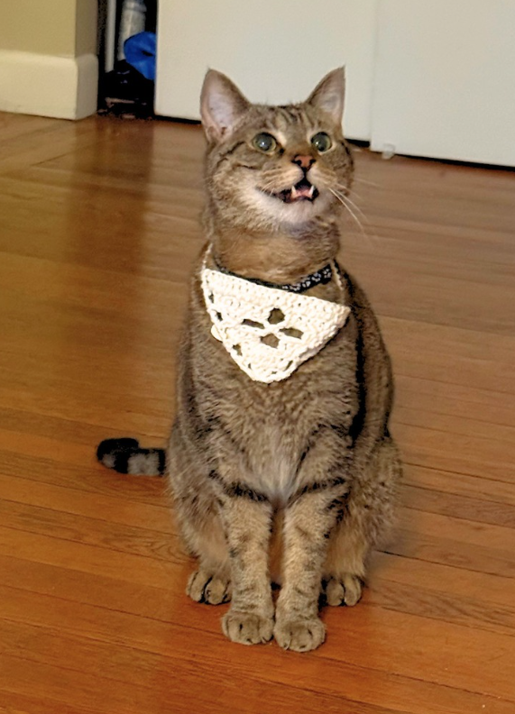 Pet Bandana