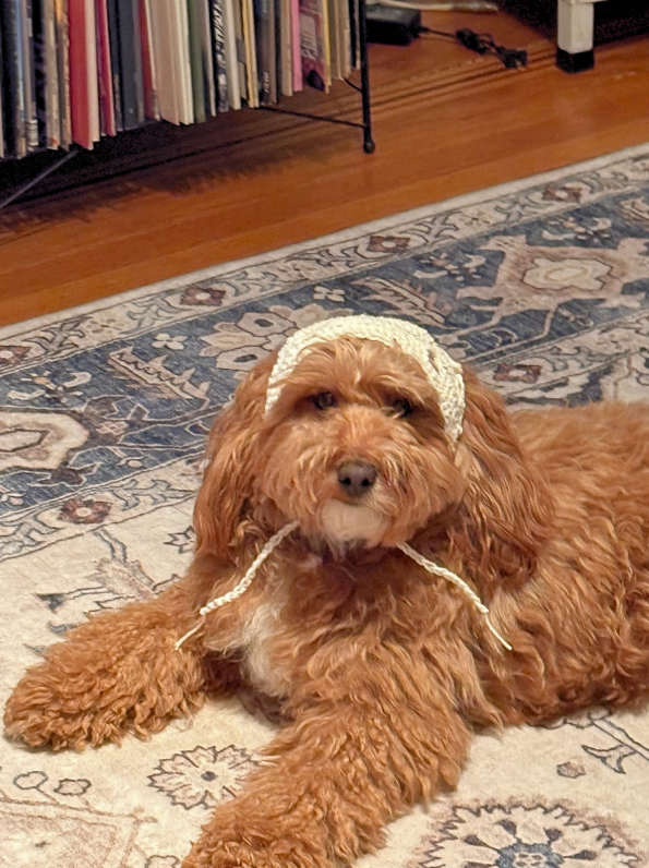 Pet Bandana